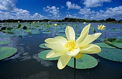 墨西哥竞速世界风云变幻《极限竞速：地平线5》携手上汽名爵XPOWER开启全新电竞赛事